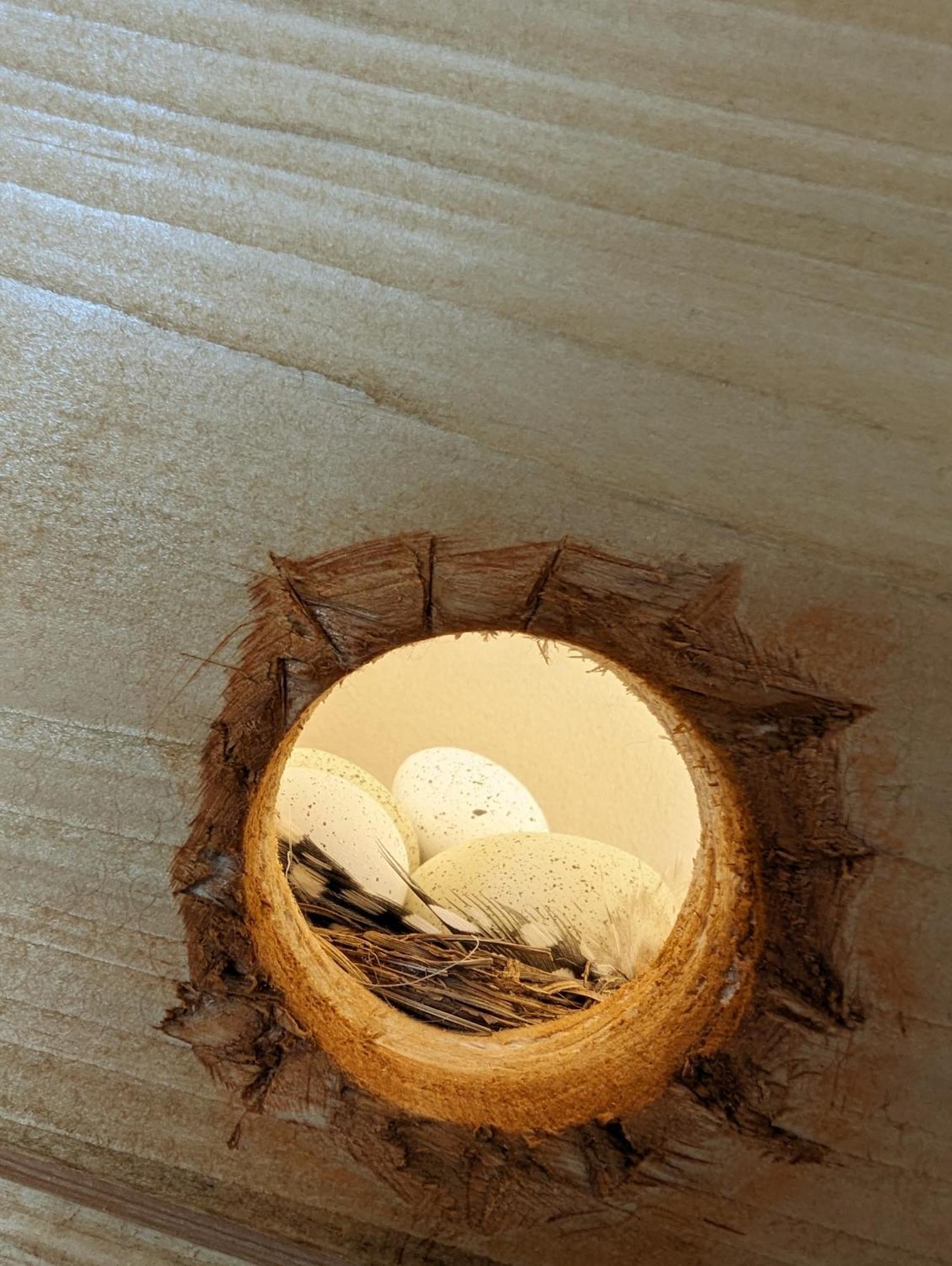 萨勒河畔瑙姆堡Spechtnest公寓 外观 照片